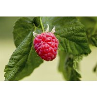 Kategorie <b>Obst </b> - Rubus idaeus 'Malling Promise' CAC