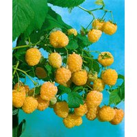 Kategorie <b>Beeren </b> - Rubus idaeus 'Golden Everest' CAC