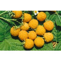 Kategorie <b>Obst </b> - Rubus idaeus 'Fallgold' CAC