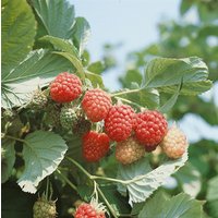Kategorie <b>Obst </b> - Rubus idaeus 'Autumn Bliss' -S- CAC
