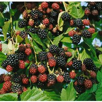 Kategorie <b>Produkt nicht gewünscht </b> - Rubus fruticosus 'Black Satin' CAC