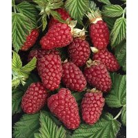 Kategorie <b>Beeren </b> - Rubus 'Tayberry Medana' -R- CAC