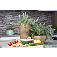 Kategorie <b>Kräuter- und Teepflanzen </b> - Rosmarinus officinalis 'Prostratus'