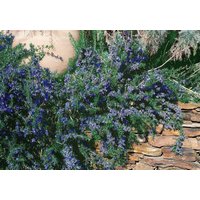 Kategorie <b>Kräuter- und Teepflanzen </b> - Rosmarinus officinalis 'Corsican Blue'