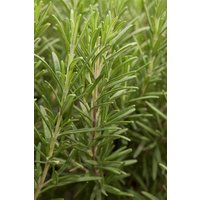 Kategorie <b>Kräuter- und Teepflanzen </b> - Rosmarinus officinalis