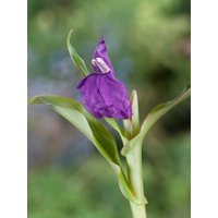 Kategorie <b>Produkt nicht gewünscht </b> - Roscoea auriculata
