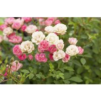 Kategorie <b>Produkt nicht gewünscht </b> - Rosa Lilly Rose Wonder5