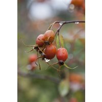 Kategorie <b>Produkt nicht gewünscht </b> - Rosa glauca