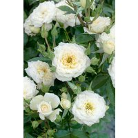 Kategorie <b>Produkt nicht gewünscht </b> - Rosa 'White Babyflor'