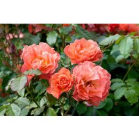 Kategorie <b>Produkt nicht gewünscht </b> - Rosa 'Westerland'