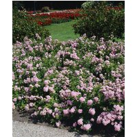 Kategorie <b>Produkt nicht gewünscht </b> - Rosa 'The Fairy'