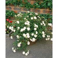 Kategorie <b>Produkt nicht gewünscht </b> - Rosa 'Swany'