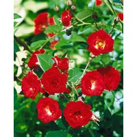 Kategorie <b>Produkt nicht gewünscht </b> - Rosa 'Scarlet Meidiland'