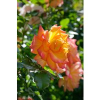 Kategorie <b>Produkt nicht gewünscht </b> - Rosa 'Sahara'