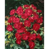 Kategorie <b>Produkt nicht gewünscht </b> - Rosa 'Rotilia'