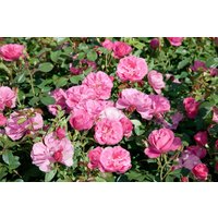 Kategorie <b>Produkt nicht gewünscht </b> - Rosa 'Play Rose'