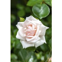 Kategorie <b>Produkt nicht gewünscht </b> - Rosa 'New Dawn'