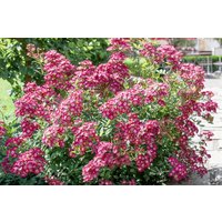 Kategorie <b>Produkt nicht gewünscht </b> - Rosa 'Mozart'