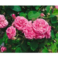 Kategorie <b>Produkt nicht gewünscht </b> - Rosa 'Mme Boll'