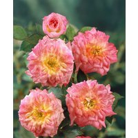 Kategorie <b>Produkt nicht gewünscht </b> - Rosa 'Mandarin'