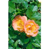 Kategorie <b>Produkt nicht gewünscht </b> - Rosa 'Maigold'