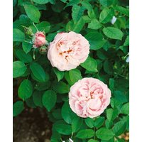 Kategorie <b>Produkt nicht gewünscht </b> - Rosa 'Little White Pet'
