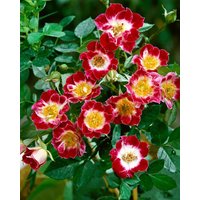 Kategorie <b>Produkt nicht gewünscht </b> - Rosa 'Little Artists'