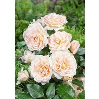 Kategorie <b>Produkt nicht gewünscht </b> - Rosa 'Lion's Rose'