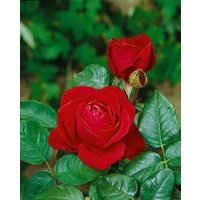 Kategorie <b>Produkt nicht gewünscht </b> - Rosa 'Liebeszauber'