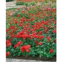 Kategorie <b>Produkt nicht gewünscht </b> - Rosa 'La Sevillana'