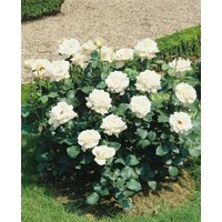 Kategorie <b>Produkt nicht gewünscht </b> - Rosa 'Kristall'