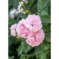 Kategorie <b>Produkt nicht gewünscht </b> - Rosa 'Königin von Dänemark'