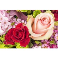 Kategorie <b>Produkt nicht gewünscht </b> - Rosa 'Kleopatra'