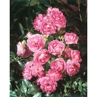 Kategorie <b>Produkt nicht gewünscht </b> - Rosa 'Jasmina'