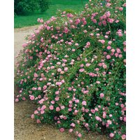 Kategorie <b>Produkt nicht gewünscht </b> - Rosa 'Ispahan'