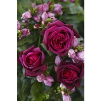 Kategorie <b>Produkt nicht gewünscht </b> - Rosa 'Gräfin Diana'