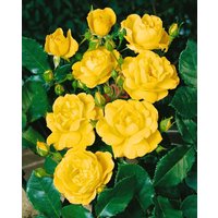 Kategorie <b>Produkt nicht gewünscht </b> - Rosa 'Goldbeet'