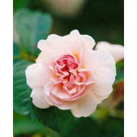 Kategorie <b>Produkt nicht gewünscht </b> - Rosa 'Felicia'