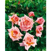 Kategorie <b>Produkt nicht gewünscht </b> - Rosa 'Compassion'