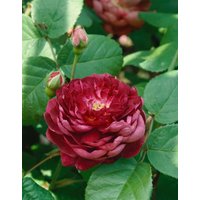 Kategorie <b>Produkt nicht gewünscht </b> - Rosa 'Cardinal De Richelieur'