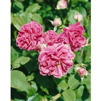 Kategorie <b>Produkt nicht gewünscht </b> - Rosa 'Camelot'