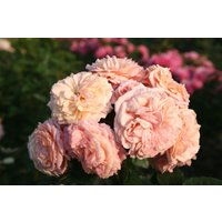 Kategorie <b>Produkt nicht gewünscht </b> - Rosa 'Amaretto'