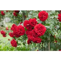 Kategorie <b>Produkt nicht gewünscht </b> - Rosa 'Amadeus'