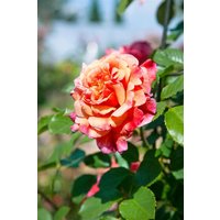 Kategorie <b>Produkt nicht gewünscht </b> - Rosa 'Aloha'