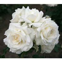 Kategorie <b>Produkt nicht gewünscht </b> - Rosa 'Alaska'