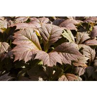 Kategorie <b>Produkt nicht gewünscht </b> - Rodgersia podophylla 'Rotlaub'