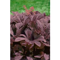 Kategorie <b>Produkt nicht gewünscht </b> - Rodgersia pinnata 'Chocolate Wings' -R-