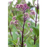 Kategorie <b>Produkt nicht gewünscht </b> - Rodgersia pinnata