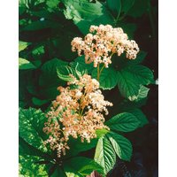 Kategorie <b>Produkt nicht gewünscht </b> - Rodgersia henrici