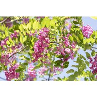Kategorie <b>Laubbäume </b> - Robinia hispida 'Macrophylla'